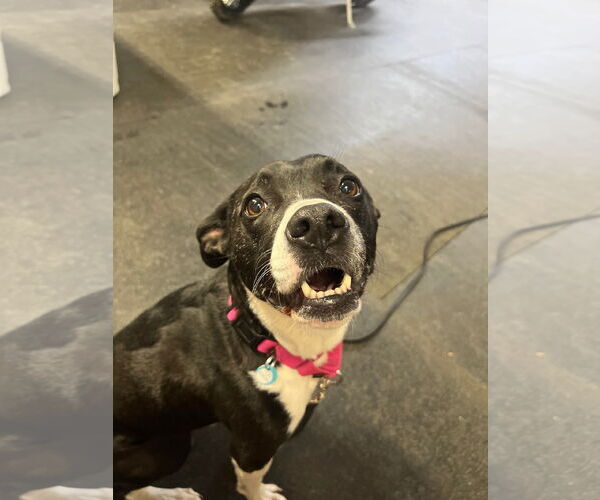 Medium Photo #2 Mutt Puppy For Sale in Derwood, MD, USA