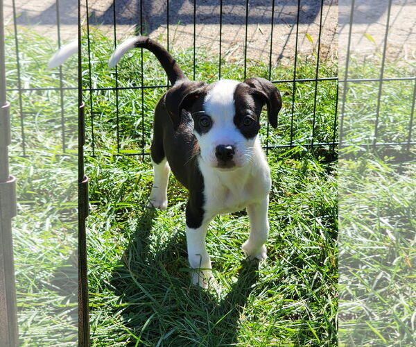 Medium Photo #2 Boston Huahua Puppy For Sale in St. Louis Park, MN, USA