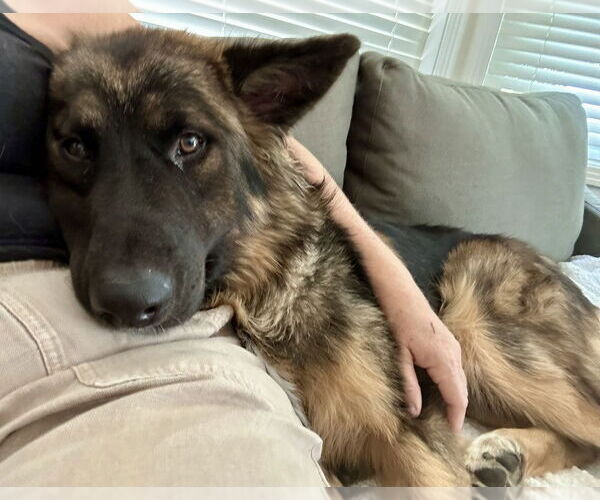 Medium Photo #2 German Shepherd Dog Puppy For Sale in West Sacramento, CA, USA
