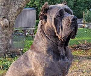 Father of the Cane Corso puppies born on 02/07/2023