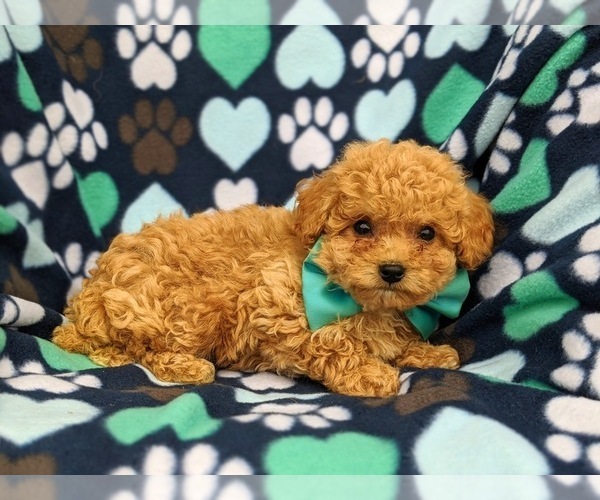 Medium Photo #5 Bichpoo Puppy For Sale in NOTTINGHAM, PA, USA