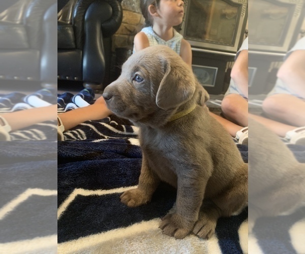 Medium Photo #14 Labrador Retriever Puppy For Sale in OUTLOOK, WA, USA