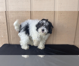 Cavapoo Puppy for sale in BLOOMFIELD, IN, USA