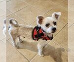 Small Maltese Mix