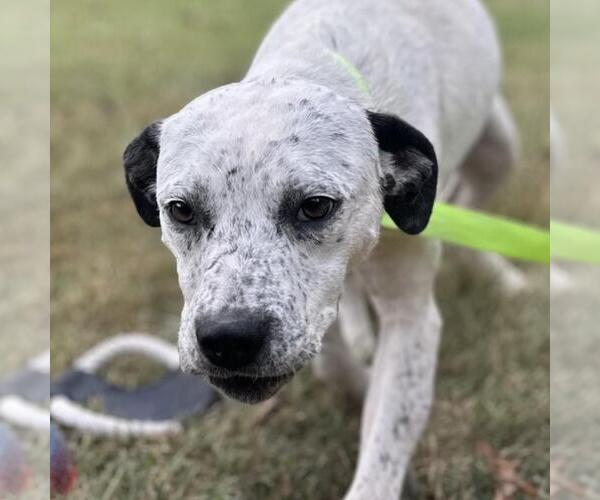 Medium Photo #1 Lab-Pointer Puppy For Sale in Yardley, PA, USA