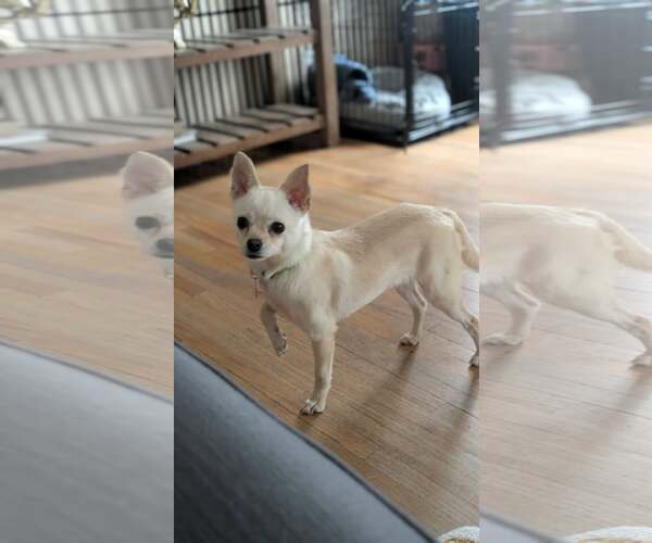 Medium Photo #1 Chihuahua-Unknown Mix Puppy For Sale in Minneapolis, MN, USA