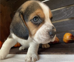 Small Photo #1 Beagle Puppy For Sale in HOUSTON, TX, USA
