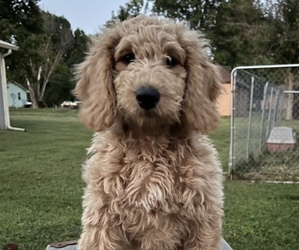Goldendoodle Puppy for sale in BETHANY, MO, USA