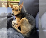 Small #3 Chihuahua Mix