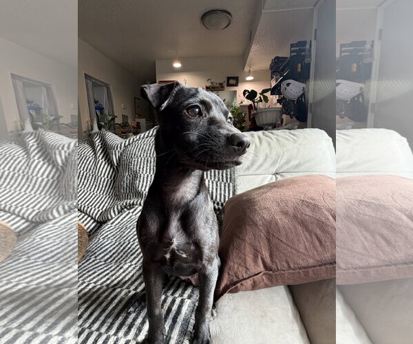 Medium Photo #2 Chihuahua-Labrador Retriever Mix Puppy For Sale in Virginia Beach, VA, USA
