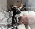 Small #1 Chihuahua-Labrador Retriever Mix