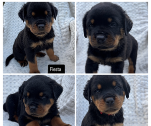 Rottweiler Puppy for Sale in NARVON, Pennsylvania USA