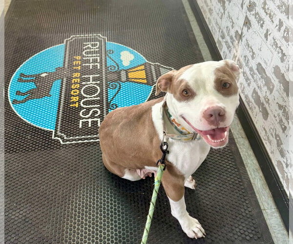 Medium Photo #7 American Pit Bull Terrier-Unknown Mix Puppy For Sale in Germantown, OH, USA