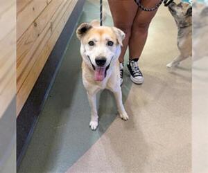 Mutt Dogs for adoption in Upland, CA, USA