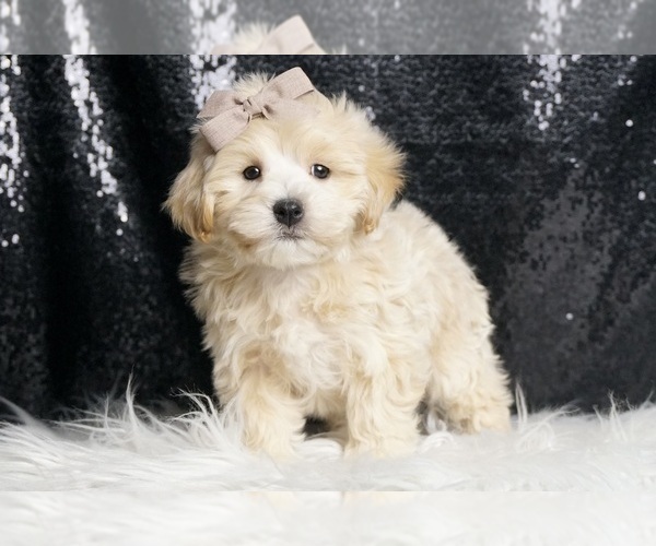 Medium Photo #8 Maltipoo Puppy For Sale in WARSAW, IN, USA
