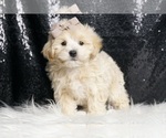 Small Photo #8 Maltipoo Puppy For Sale in WARSAW, IN, USA