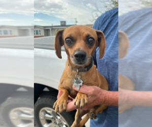 Chiweenie Dogs for adoption in Cranston, RI, USA