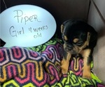 Small Photo #1 Puggle Puppy For Sale in CANADIAN LAKES, MI, USA