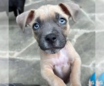 Small #3 Mutt
