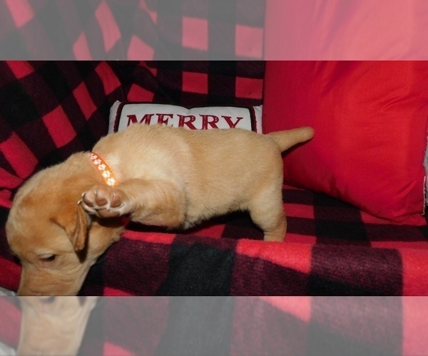 Medium Photo #4 Labrador Retriever Puppy For Sale in NEENAH, WI, USA