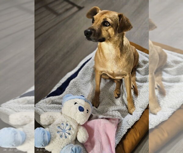 Medium Photo #2 Mutt Puppy For Sale in oakland, FL, USA