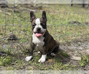 Medium French Bulldog