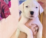 Puppy Moneybagg yo Dogo Argentino