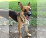 Small #1 German Shepherd Dog Mix