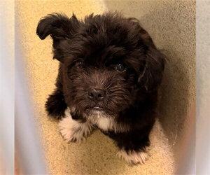 Maltipoo (Miniature) Dogs for adoption in Rancho Cucamonga, CA, USA