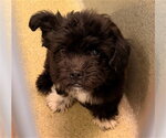 Small Maltipoo (Miniature)