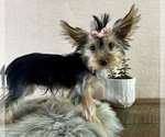 Small #1 Yorkshire Terrier