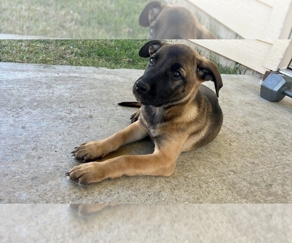 Medium Photo #3 German Shepherd Dog-Unknown Mix Puppy For Sale in TEMPLE, TX, USA