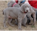 Small Weimaraner