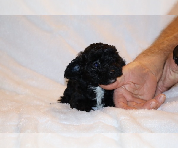 Medium Photo #14 Poodle (Toy) Puppy For Sale in DYERSBURG, TN, USA