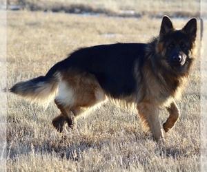 Father of the German Shepherd Dog puppies born on 09/02/2019