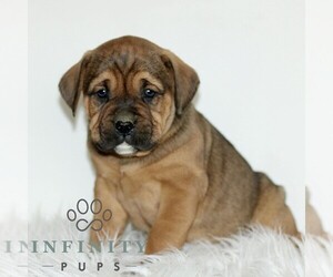 Boxador Puppy for sale in NEW HOLLAND, PA, USA