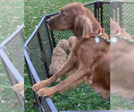 Small Photo #1 Irish Doodle Puppy For Sale in WOOSTER, OH, USA