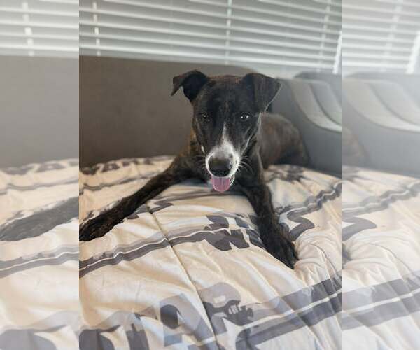 Medium Photo #2 Mutt Puppy For Sale in Woodbury, NY, USA