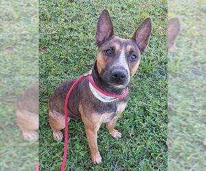 German Shepherd Dog-Unknown Mix Dogs for adoption in Fort Lauderdale, FL, USA