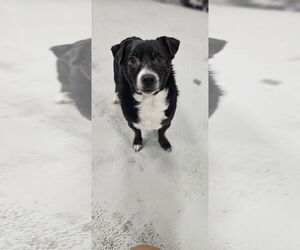 Ramsey #3934 - Male Chihuahua Dog for Adoption - Photo #2