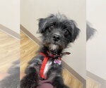 Small #8 Shih Tzu Mix