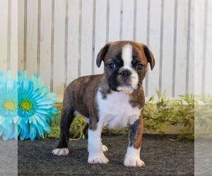 Boston Terrier-Cavalier King Charles Spaniel Mix Puppy for sale in MORGANTOWN, PA, USA