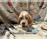 Small Photo #1 Basset Hound Puppy For Sale in OKARCHE, OK, USA