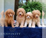 Small #1 Cavapoo