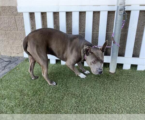 Medium Photo #1 Mutt Puppy For Sale in Modesto, CA, USA