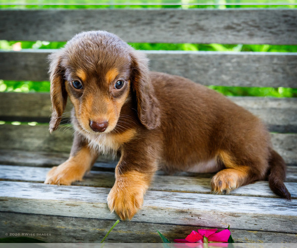 Medium Photo #10 Dachshund Puppy For Sale in WAKARUSA, IN, USA