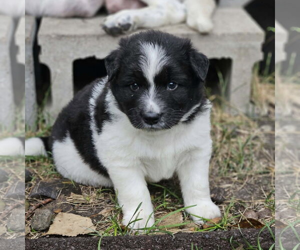 Medium Photo #3 Red Heeler-Unknown Mix Puppy For Sale in Fargo, ND, USA