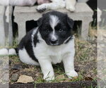 Small Photo #3 Red Heeler-Unknown Mix Puppy For Sale in Fargo, ND, USA
