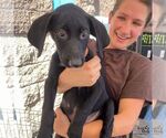Small #2 Labrador Retriever Mix