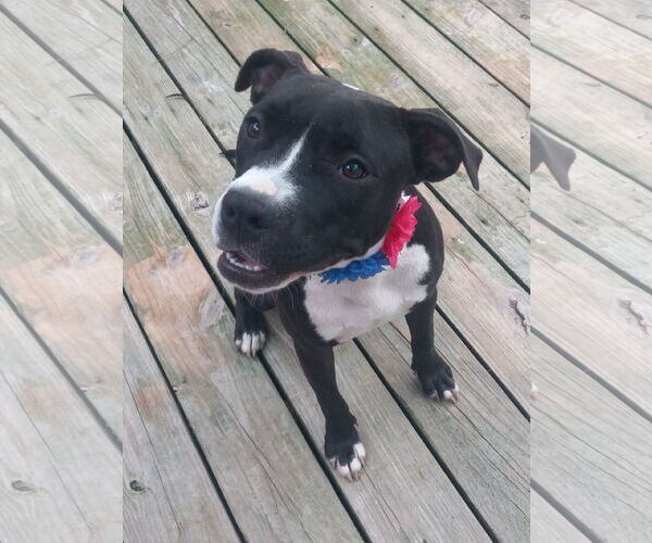 Medium Photo #1 American Pit Bull Terrier Puppy For Sale in Murfreesboro, NC, USA